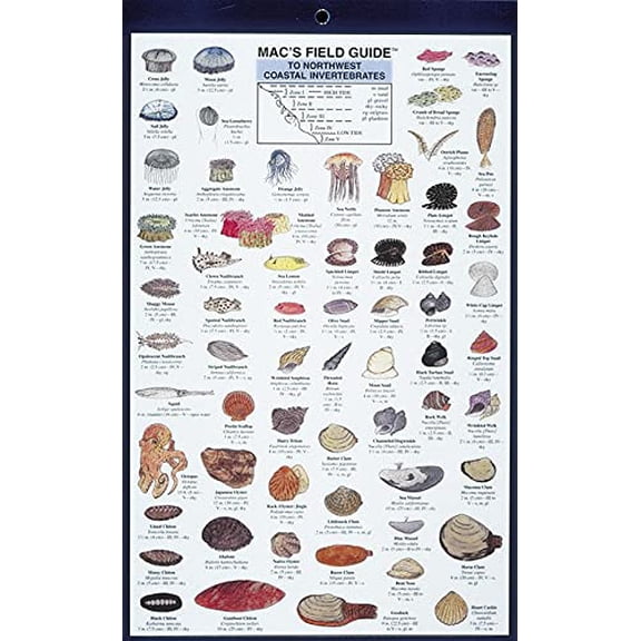 Pre-Owned Mac's Field Guides: Northwest Coastal Invertebrates