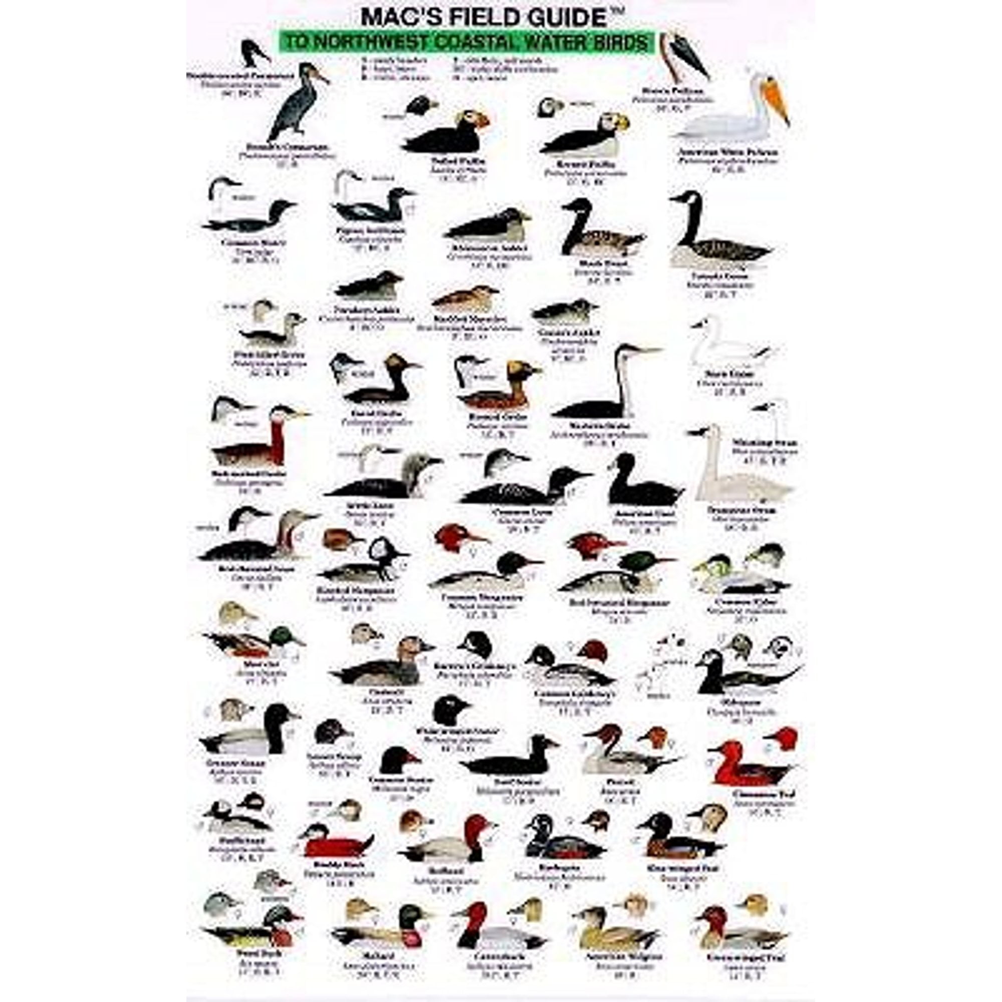 Mac's Laminated Northwest Coastal Water Birds Identification Guide
