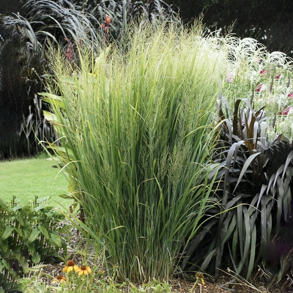 Northwind Panicum Ornamental Grass Dormant Perennial Plant, 1-Pack