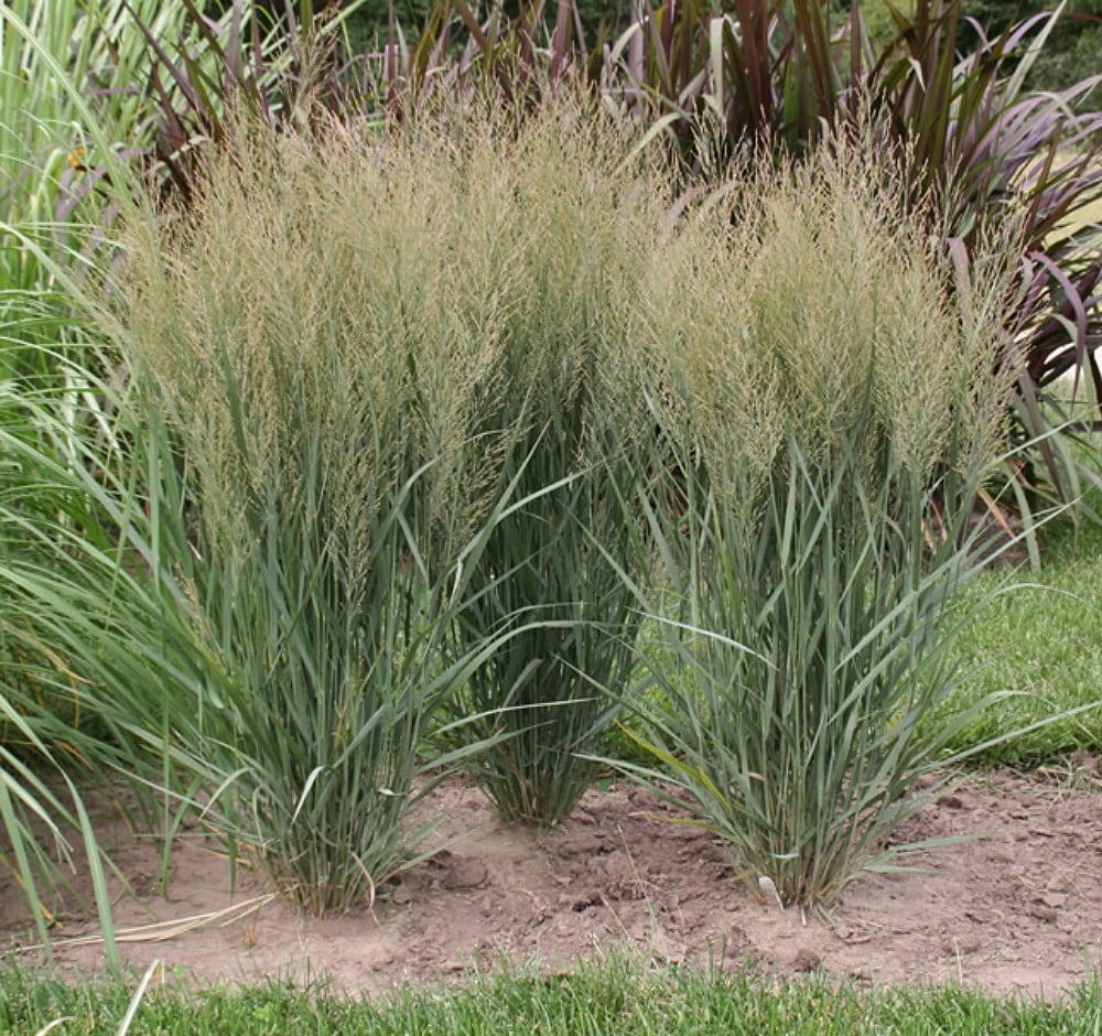 Northwind Switch Grass Panicum virgatum 2.5" Pot Live Plant