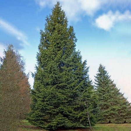 Norway Spruce Live Evergreen Tree grown in a 2.50 Quart Pot (1-Pack)