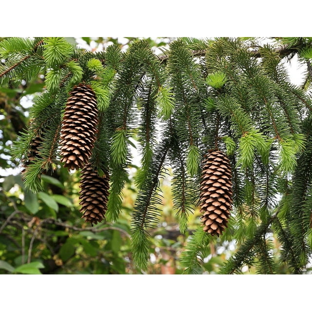 Norway Spruce - Picea abies - Quart Pot