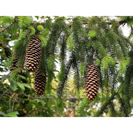 Norway Spruce - Picea abies - Quart Pot