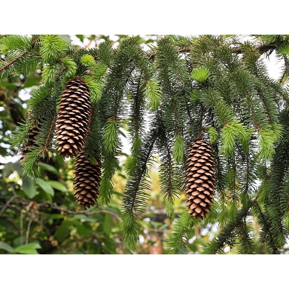 Norway Spruce - Picea abies - Quart Pot