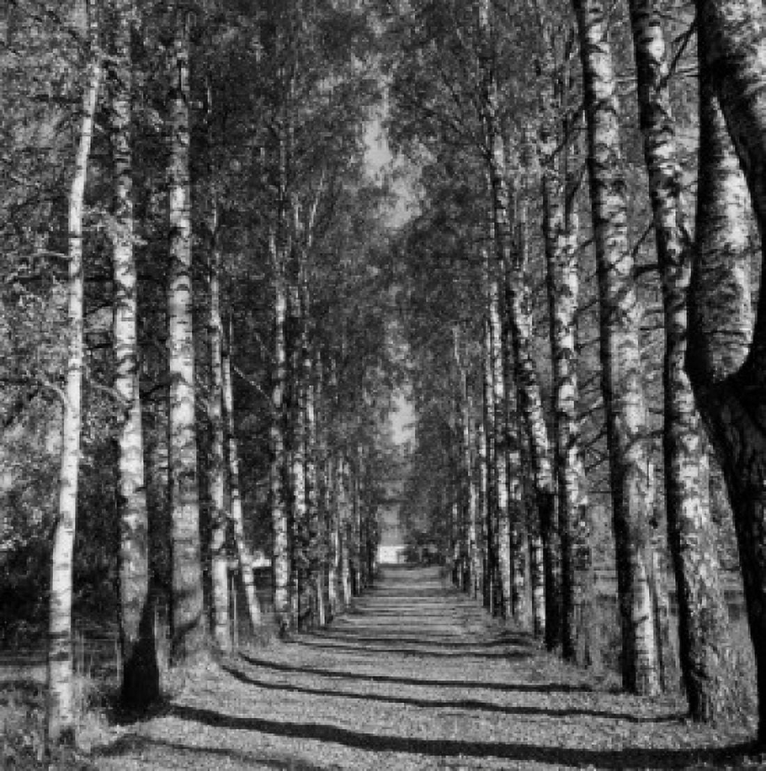 Norway countryside showing tree lined road Canvas Art - (24 x 36)