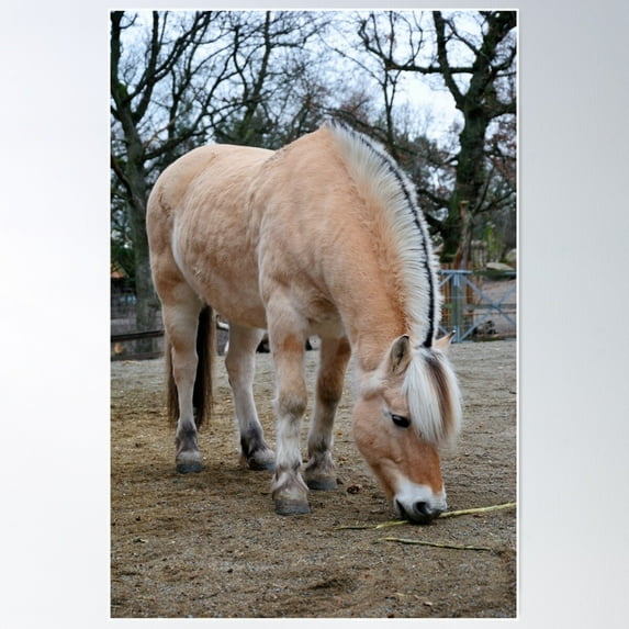 Norwegian Fjord Horse Poster Wall Art, Modern Wall Decor For Living Room Bedroom, 24x36 UNFRAMED