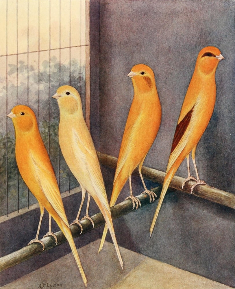 Norwich Canaries 2 Canvas Art - AF Lydon (24 x 36)