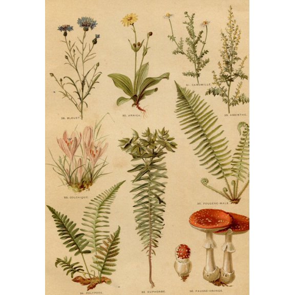 Nos Fleurs Medicinal Plants And Fungi Print, Unframed Paper Poster 8x10in