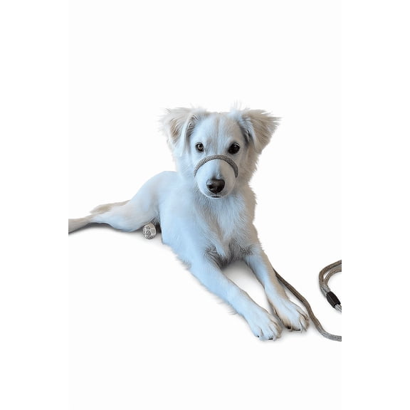 "Not So Fast Rover" One Size Fits All No Pull Head Halter (Tan)