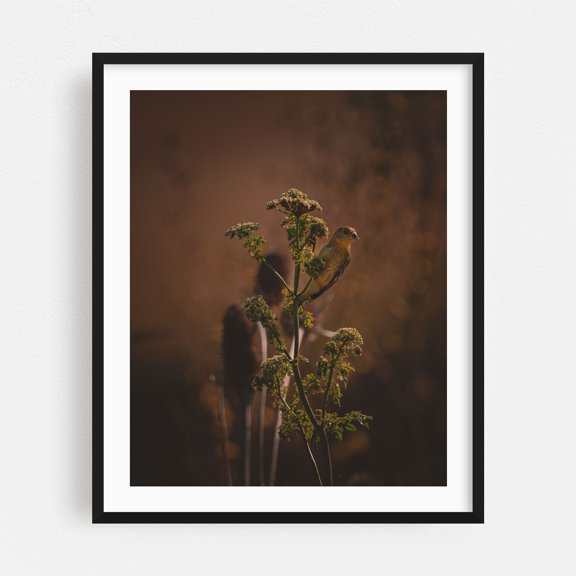 Not if I See You First - Petaluma California Photography Bird Wildlife Nature Botanical Scenic Moody Autumn Black Framed Wall Art Print 6 x 8 inches