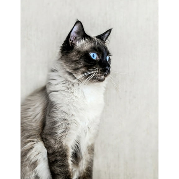 Pre-Owned Notebook: Cat Ragdoll fluffy kitten cats kittens ragdolls breed (Paperback) 1687805849 9781687805843
