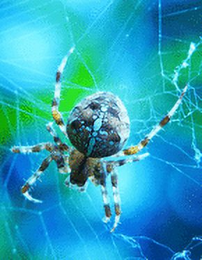 Notebook: Crder Garden Female Spider Scary Hairy 8.5" x 11" 150 Ruled Pages (Paperback)