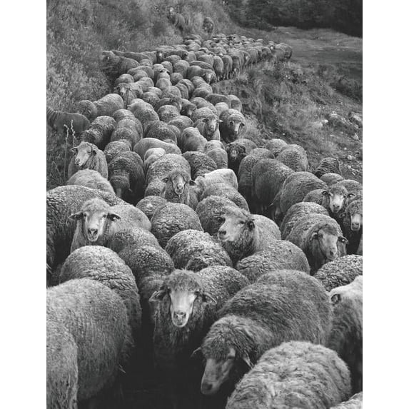 Notebook: Sheep the flock animals farm wool agriculture wool herd cattle livestock dairy merino Paperback