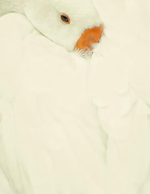 Notebook: Swan animal lake water plumage elegant swans white cygnet baby bird birds feather feathers (Paperback)