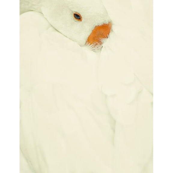 Notebook: Swan animal lake water plumage elegant swans white cygnet baby bird birds feather feathers (Paperback)