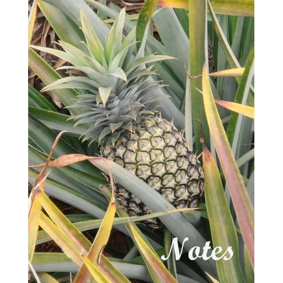 Notes, (Paperback)