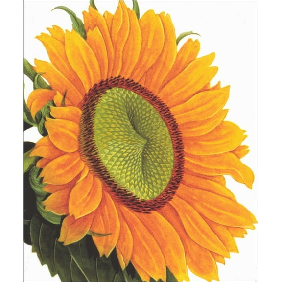 Notes & Queries Sunflower Closeup Blank Note Card