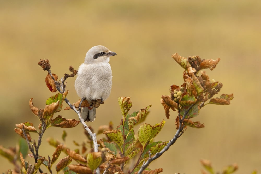 Nothern Shrike On The Coast Of Katmai National Park Southwest Alaska Fall Canvas Art - Kent Fredriksson Design Pics (19 x 12)