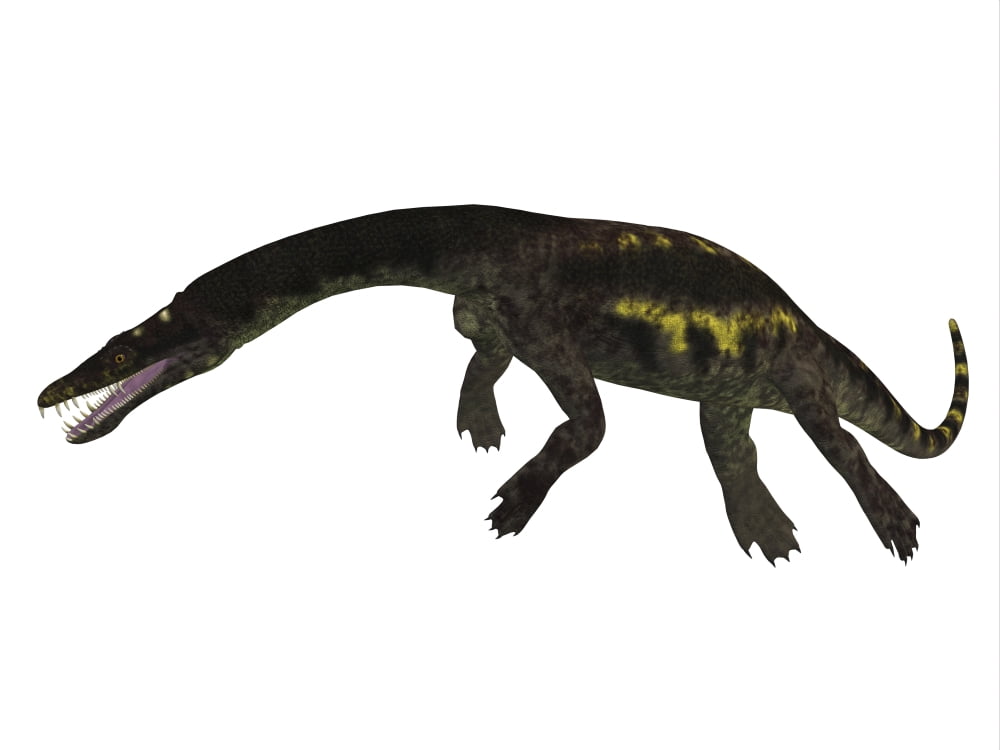 Nothosaurus reptile side view Canvas Art - Corey FordStocktrek Images (16 x 12)