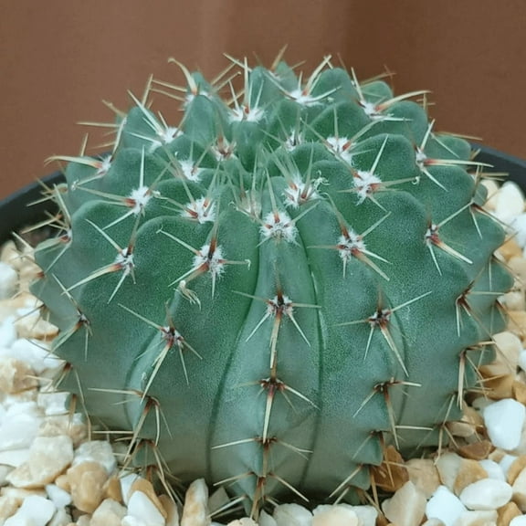 Notocactus, Parodia Buiningii, Rare Cactus in 4" pot