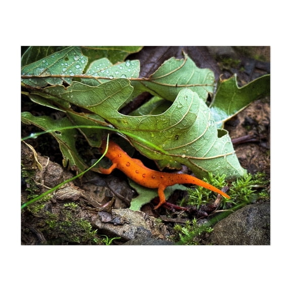 Notophthalmus viridescens - New York Photography Wildlife Woodland Nature Autumn Insect Forest Animal Unframed Wall Art Print 5 x 7 inches