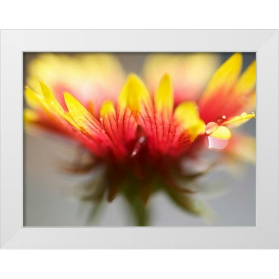 Nourock, Jonathan 14x12 White Modern Wood Framed Museum Art Print Titled - Gaillardia II