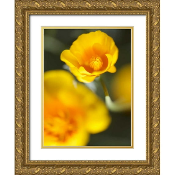 Nourock, Jonathan 25x32 Gold Ornate Wood Framed with Double Matting Museum Art Print Titled - California Poppy I