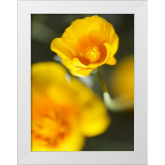 Nourock, Jonathan 25x32 White Modern Wood Framed Museum Art Print Titled - California Poppy I