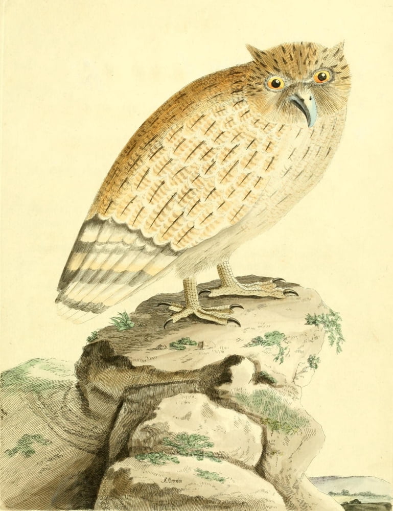 Nouvelles Illustrations de Zoologie 1776 Ceylonese-eared Owl Canvas Art - Unknown (24 x 36)