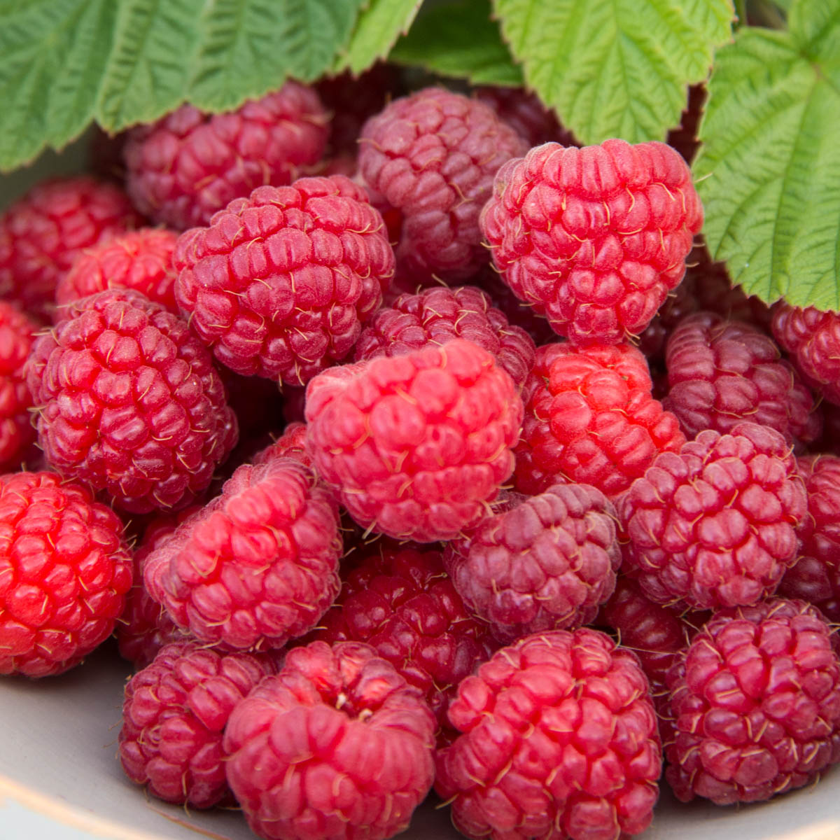 Nova Raspberry Dormant Bare Root Fruit Bearing Starter Plant - Walmart.com