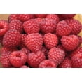 thumbnail image 1 of Nova Red Raspberry Plant - Very Hardy - 3.25" Pot, 1 of 4