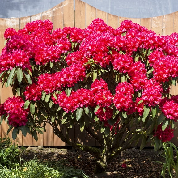 Nova Zembla Red Flowering Rhododendron Broadleaf Evergreen Starter Shrub, One Plant per Offer