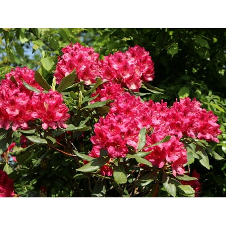 RedCrocus Rhododendron 'Nova Zembla' Evergreen Shrub with Lavender-Pink Bell-Shaped Flowers, Suitable for Shaded Gardens and Containers 3 Gallon