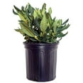 thumbnail image 1 of Nova Zembla Rhododendron, 1 of 6