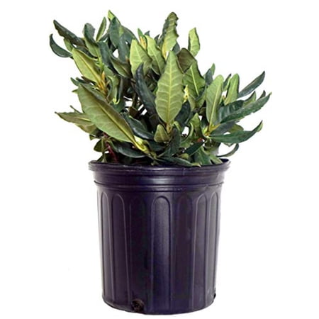 Nova Zembla Rhododendron
