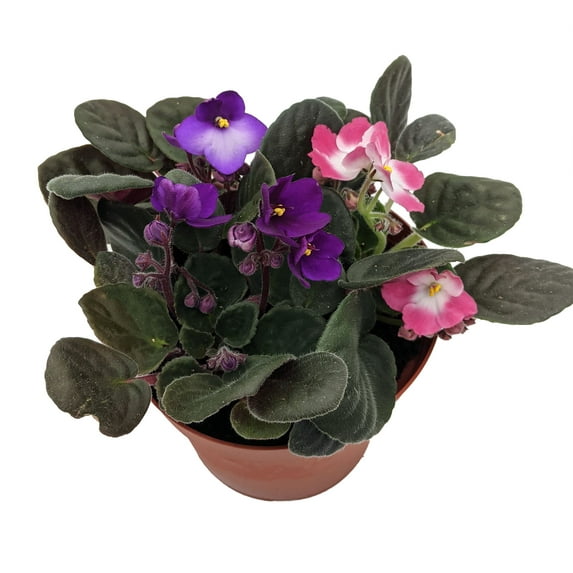 Novelty African Violet - 6" Pot - Best Blooming Plant