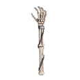 thumbnail image 1 of Novelty Skeleton Arm Back Scratcher 15 Inch L Halloween Decor, 1 of 2