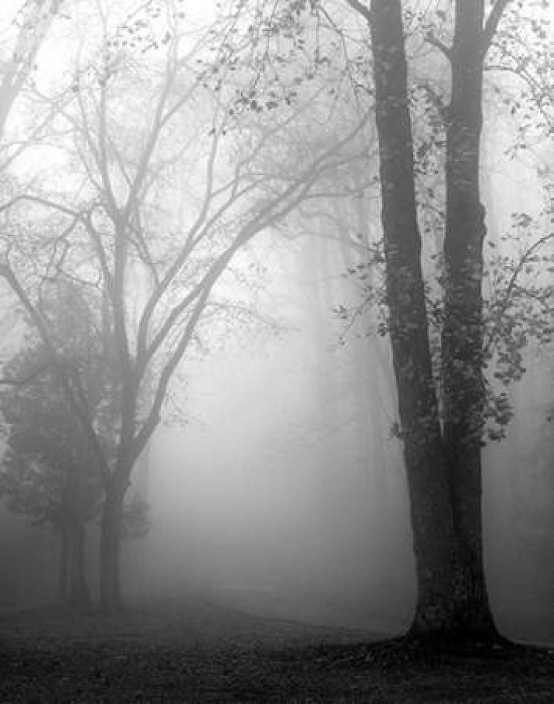 November Fog Canvas Art - Nicholas Bell (22 x 28)