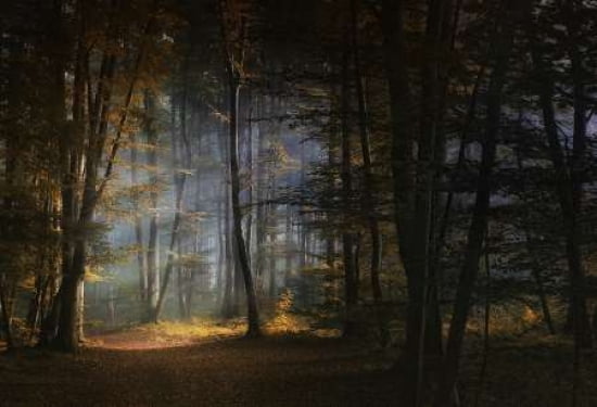 November Morning Canvas Art - Norbert Maier (12 x 18)