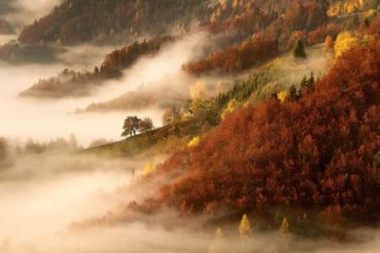Novembers Fog Canvas Art - Bor (12 x 18)