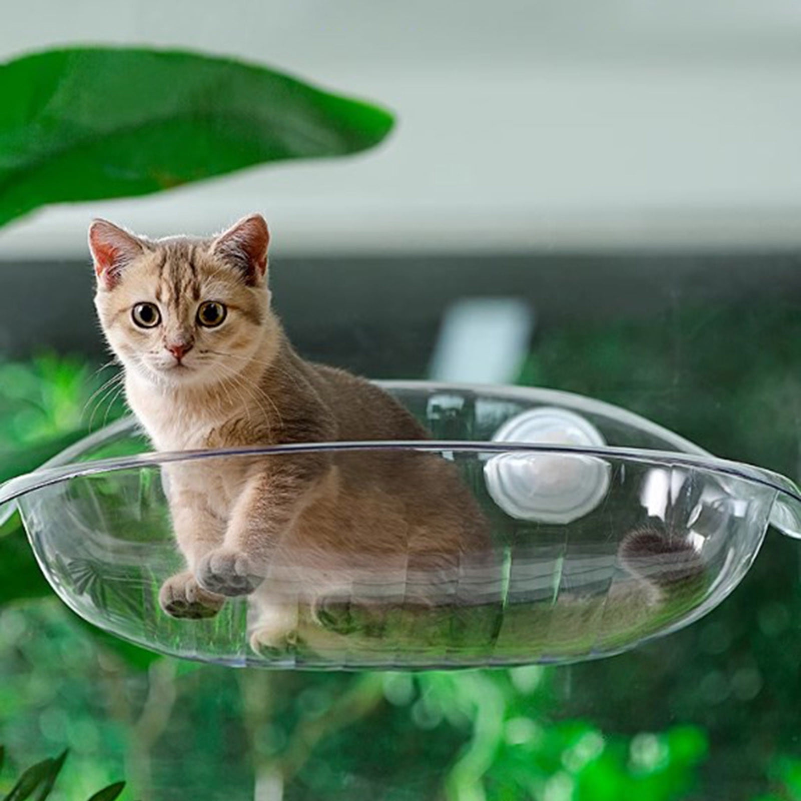 Mocking Window Novvia Cat Iqammocking Transparent Window Open Cat Nest Easy To Install ...