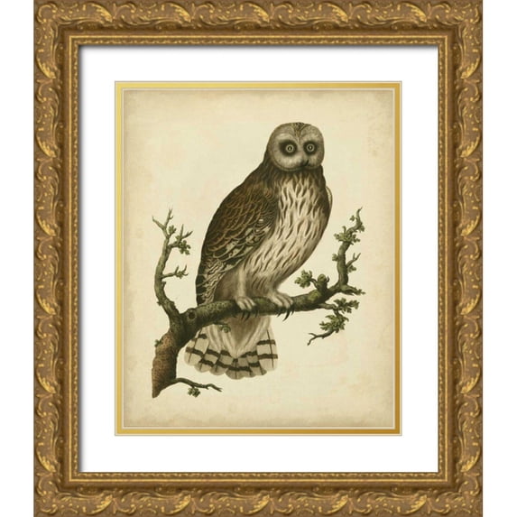 Nozeman 12x14 Gold Ornate Wood Framed with Double Matting Museum Art Print Titled - Antique Nozeman Owl II