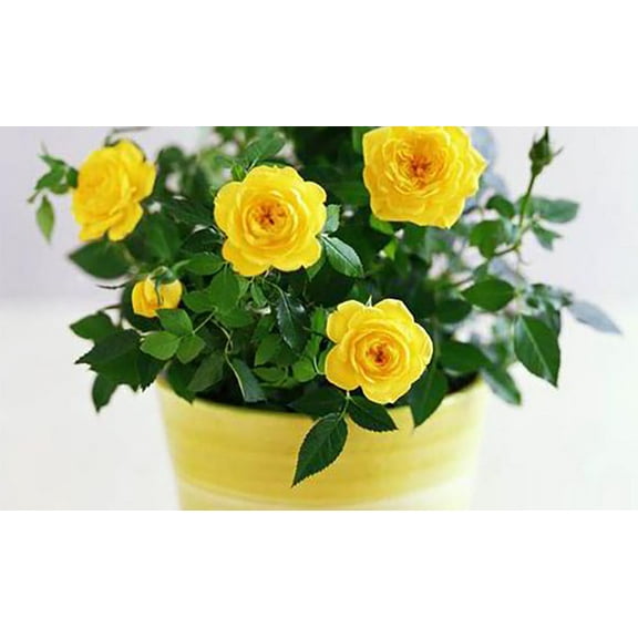 Nu Gold Miniature Rose Bush - Fragrant - 2.5" Pot