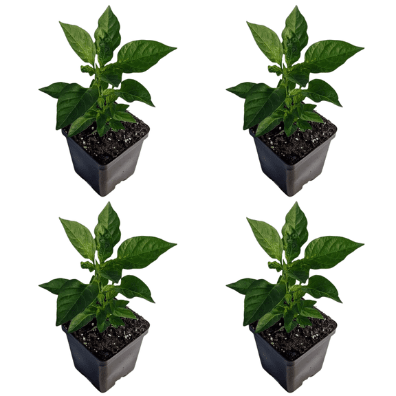 NuMex Twilight Hot Pepper Live Plants - 4 Plants - USDA Organic