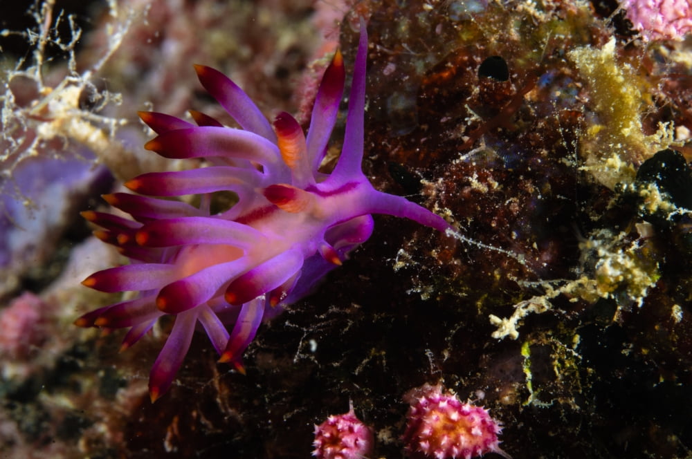Nudibranch Fiji Canvas Art - Todd WinnerStocktrek Images (35 x 23)