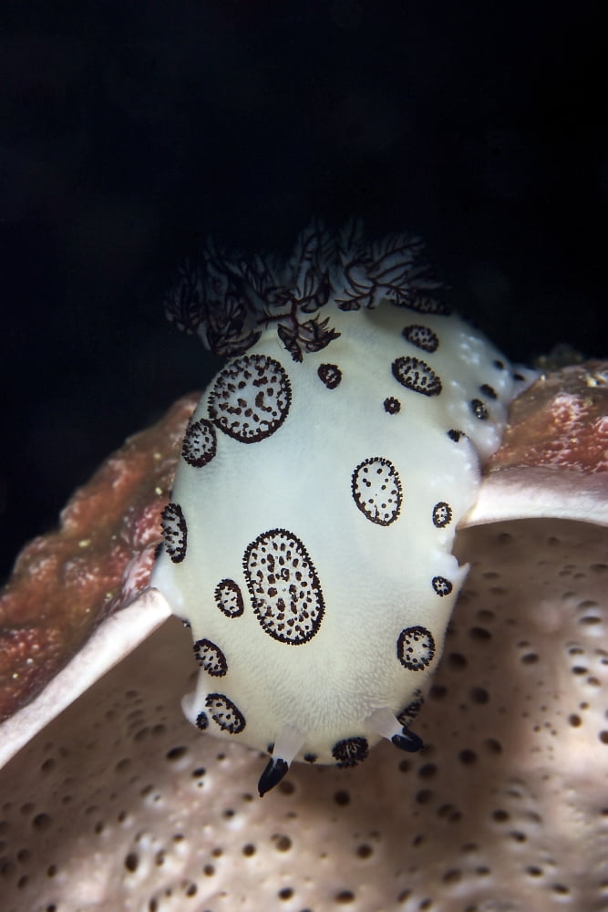Nudibranch feeding on a sponge Papua New Guinea Canvas Art - Terry MooreStocktrek Images (23 x 35)