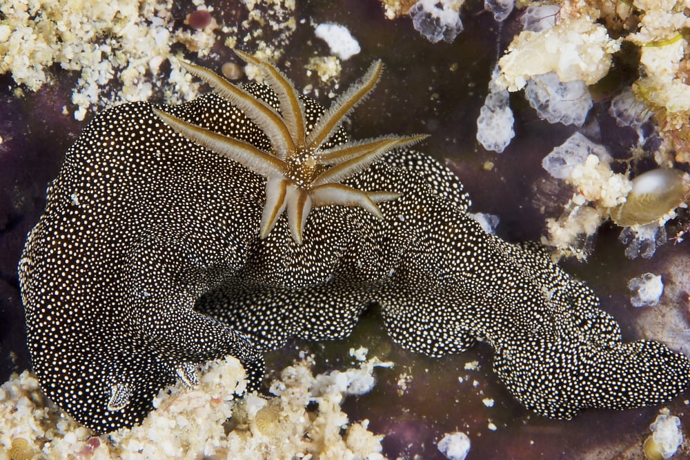Nudibranch feeding on algae Papua New Guinea Canvas Art - Terry MooreStocktrek Images (35 x 23)