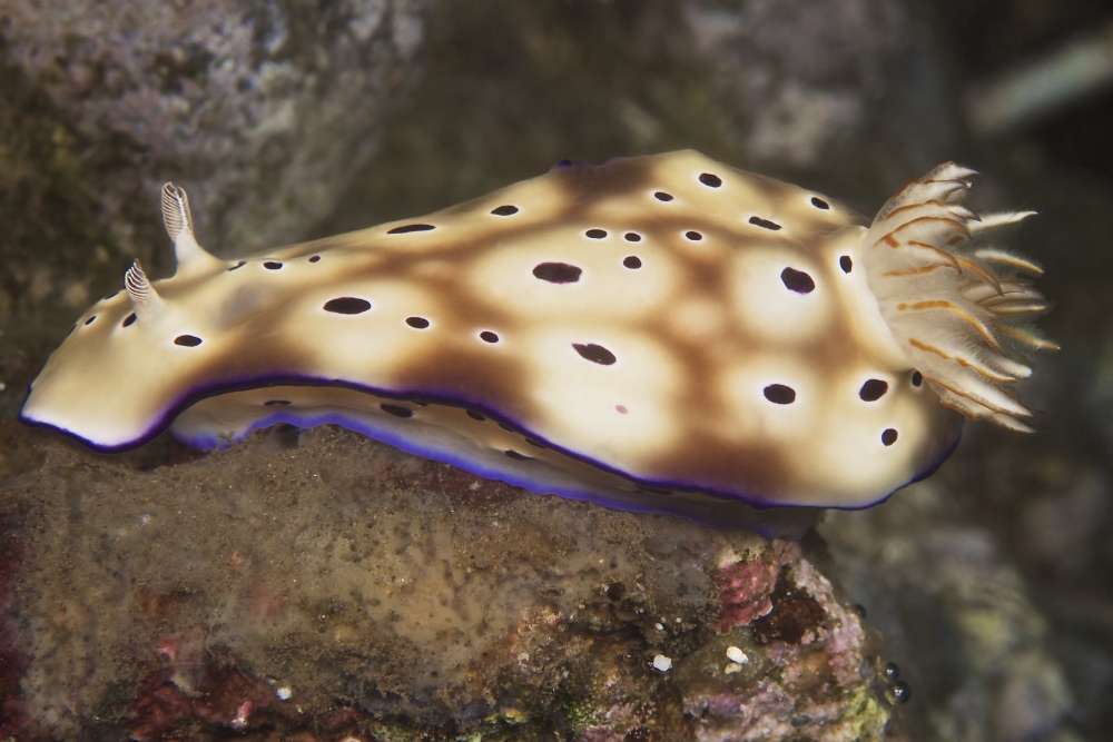 Nudibranch feeding on algae Papua New Guinea Canvas Art - Terry MooreStocktrek Images (35 x 23)