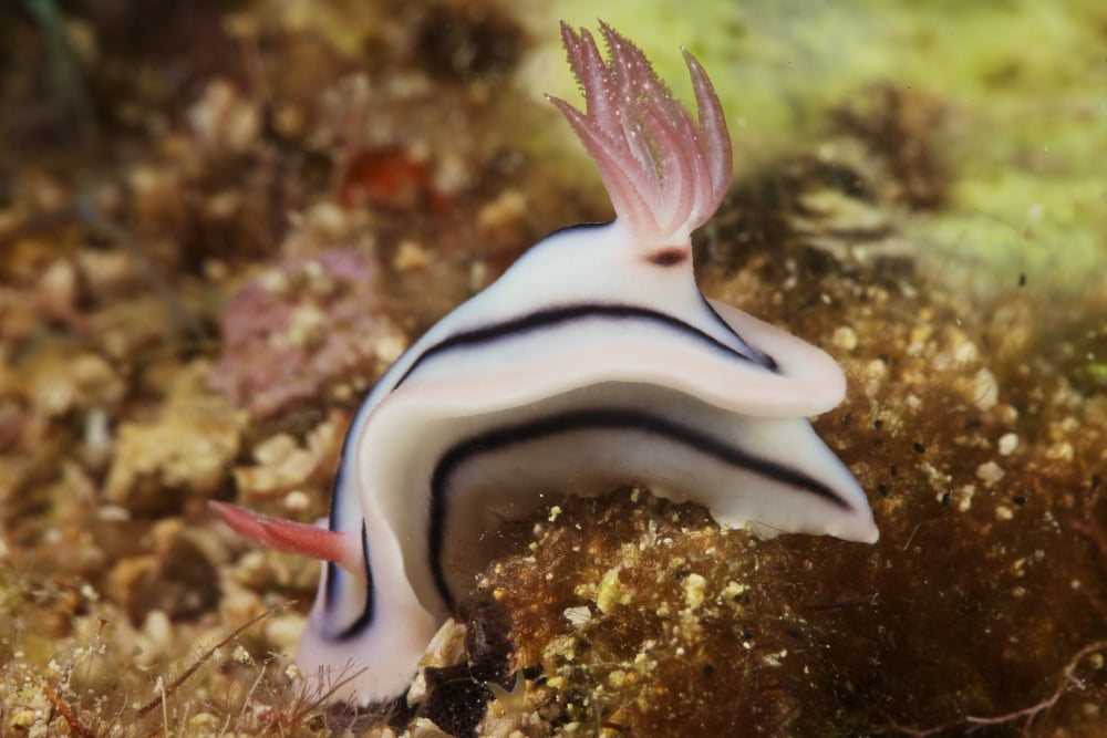 Nudibranch feeding on the reef Fiji Canvas Art - Terry MooreStocktrek Images (18 x 12)