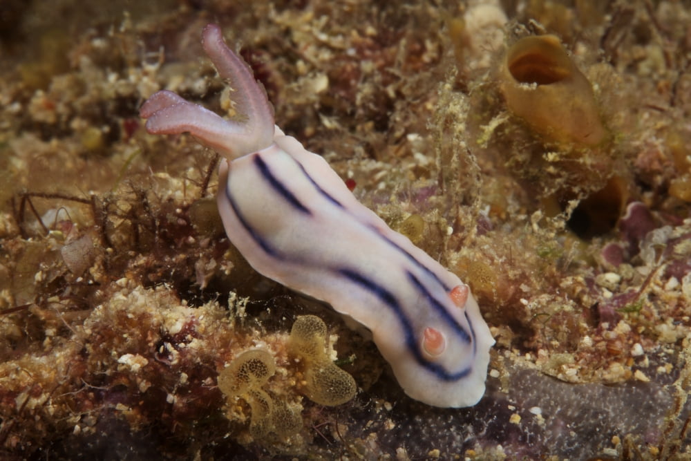 Nudibranch feeding on the reef Fiji Canvas Art - Terry MooreStocktrek Images (35 x 23)